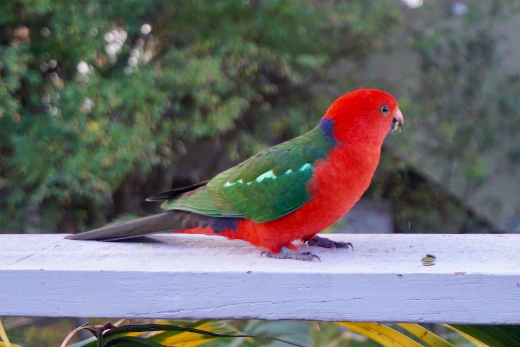 Kind parrot male